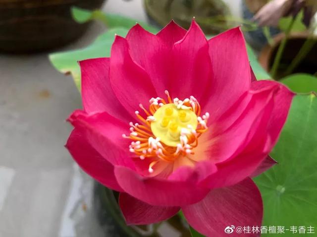 碗莲种植方法图解