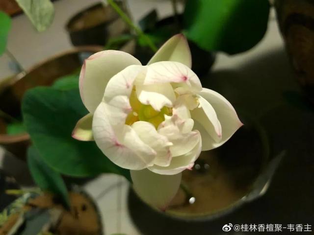 碗莲种植方法图解