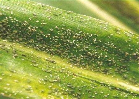 蚜虫用它治，一天死光光，持效期可达21天，蚜虫无抗性