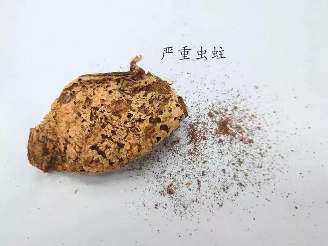 陈皮被虫蛀了该怎么办？还能吃吗？看这一篇就够了！5