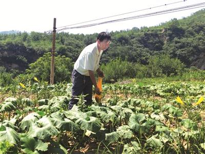 黄花菜种苗哪里有卖 「看乡村」马庄村：种下黄花菜培育好产业