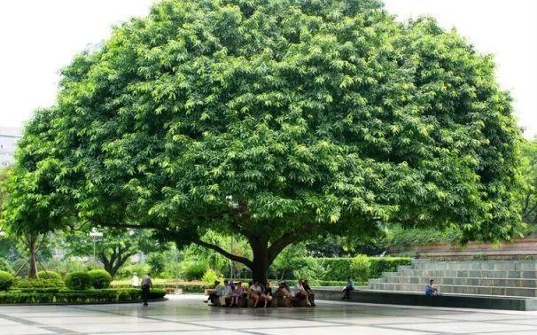 重庆市花