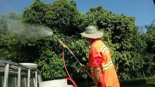 小心 | 菟丝子危害这么大，及时清理拯救城市绿植！8