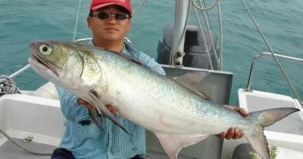 马友鱼的最佳吃法清蒸马友鱼