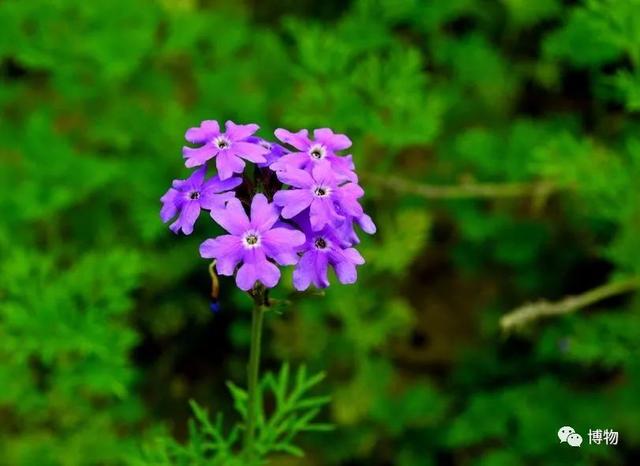 花坛花卉