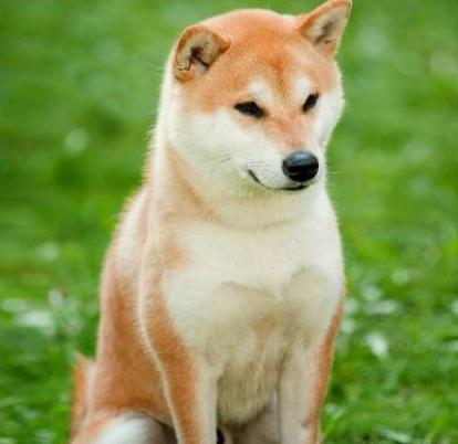 宠物狗价格排名