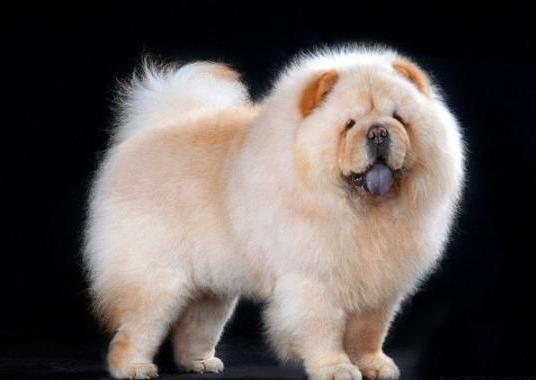 宠物狗价格排名