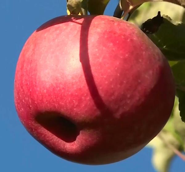 迷人秋色瓜果飘香 新疆特克斯迎来苹果丰收季