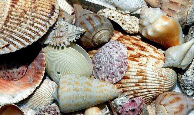 數千年間，貝殼在融入人類世界過程中發生了哪些故事？
