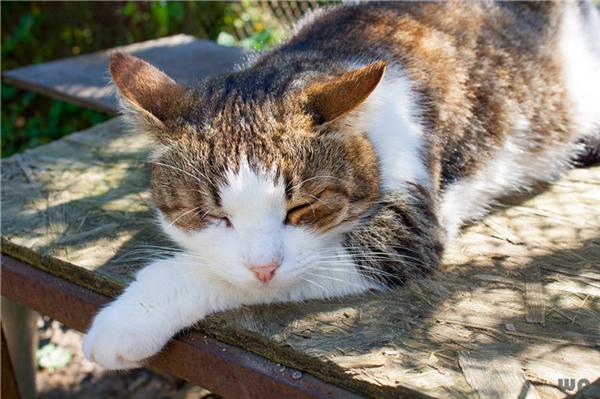 [苹果凌凌漆朋友圈点赞]，路过人间手机铃声