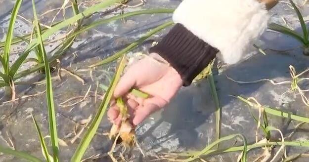 蒜苗叶子打什么药 蒜苗需要打什么农药