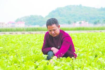 漳州珍珠岩制砂机