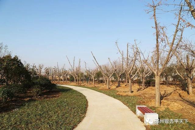 邳州展鸿绿化苗木工程