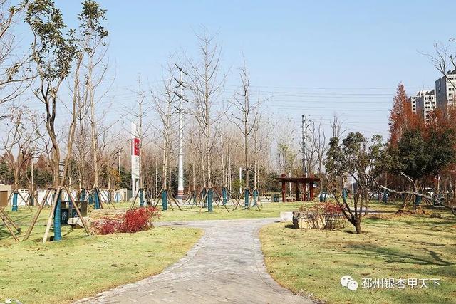 邳州展鸿绿化苗木工程