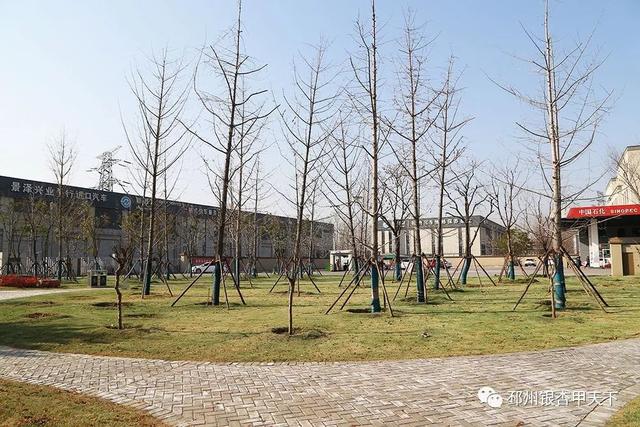 邳州展鸿绿化苗木工程