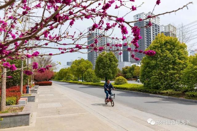 邳州展鸿绿化苗木工程