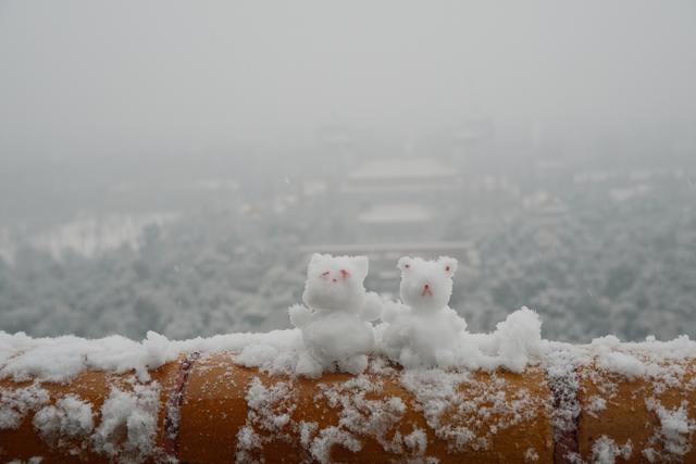 雪中红鱼