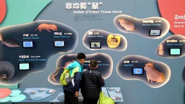 鼠目寸光打一生肖
