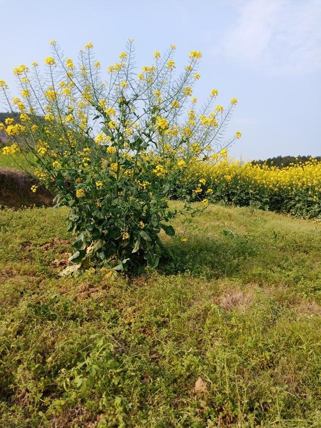 湖湘自然笔记·我们的24节气物候记丨春分7