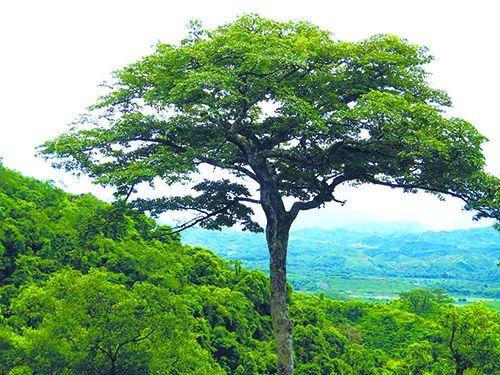 柴油树 柴油树（柴油属于危险化学品吗） 生活