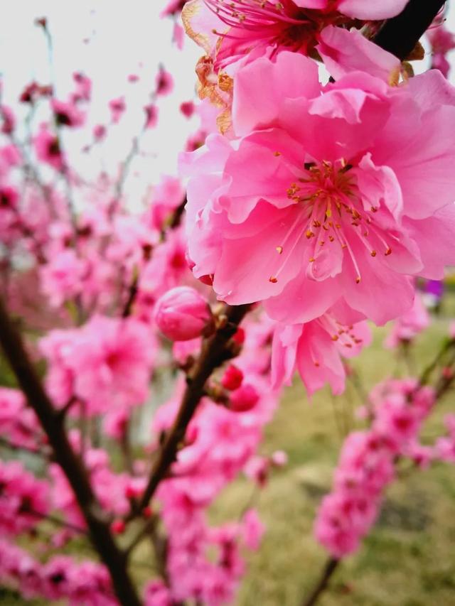 农业休闲篇| 水果采摘？花卉庄园？原来彭镇竟有这么多游玩好去处 !21