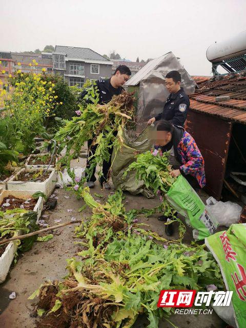 硬核科普：百闻不如一见 教你辨别罂粟花11