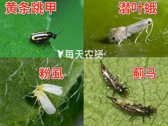 4月虫害高峰期——噻虫嗪高效杀虫，特性大科普2