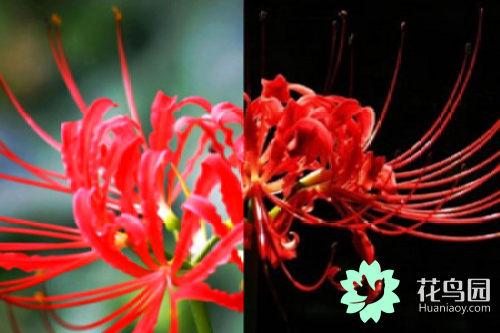 曼珠沙华花语 曼珠沙华花语（曼株沙华花语） 生活