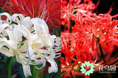 曼珠沙华花语 曼珠沙华花语（曼株沙华花语） 生活