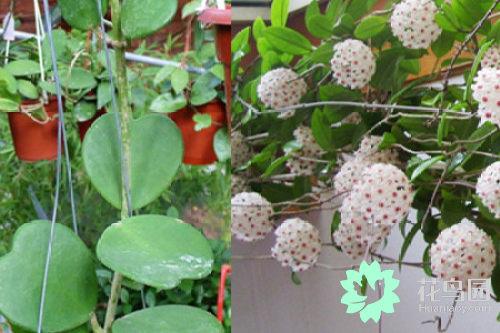 曼珠沙华花语 曼珠沙华花语（曼株沙华花语） 生活