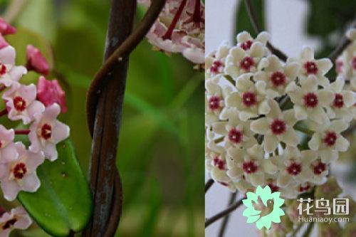 曼珠沙华花语