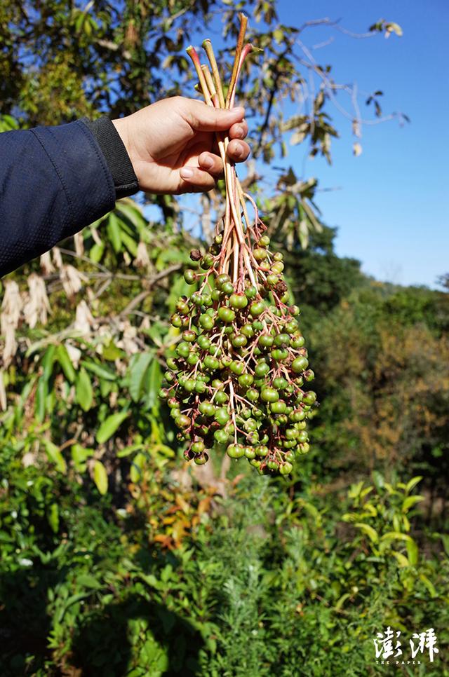 梦到院墙倒是什么意思