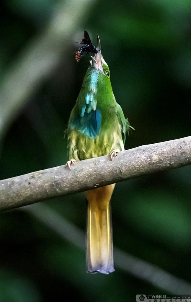 蓝须夜蜂虎