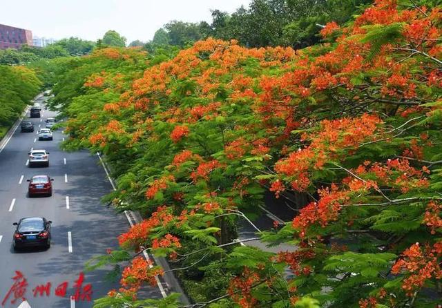 广州市花