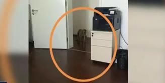 猴