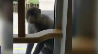 猴
