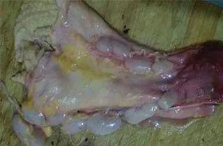 可怕！鸡、鸭、鱼、肉、虾这些部位千万别吃！可能会中毒或丧命
