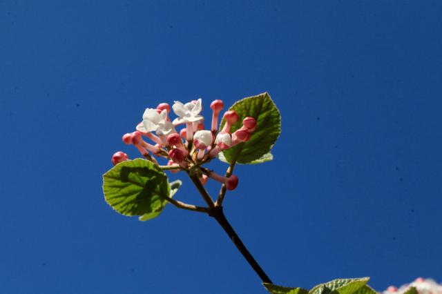 香荚蒾