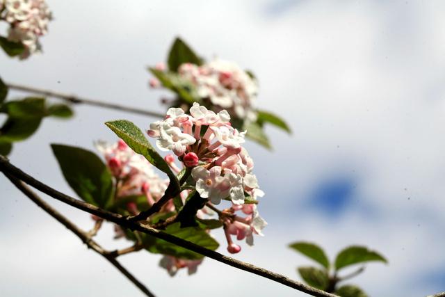 香荚蒾