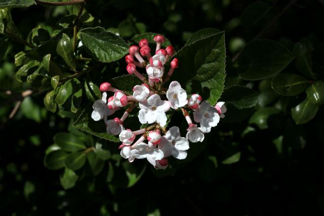 香荚蒾