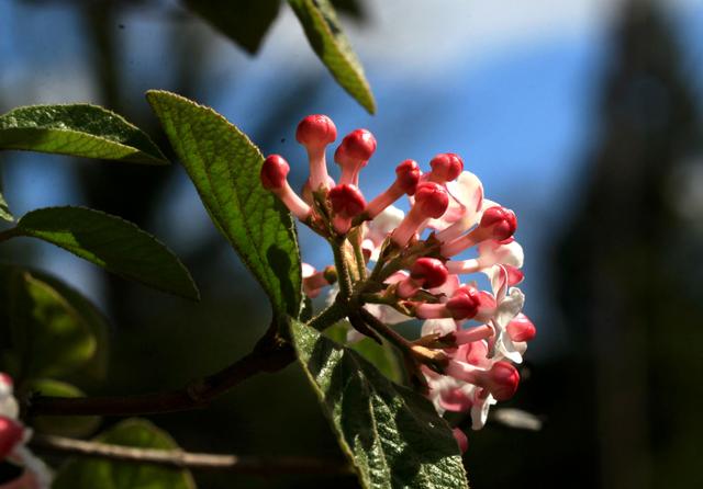 香荚蒾