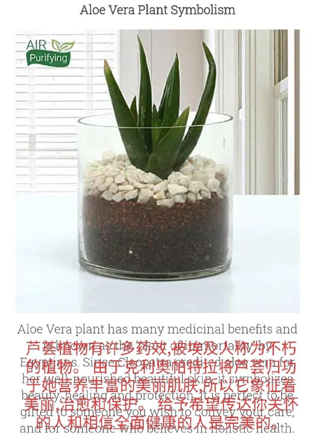 「EXO」「分享」200608 粉色玫瑰+芦荟，看完花语解读，我留下激动的泪水