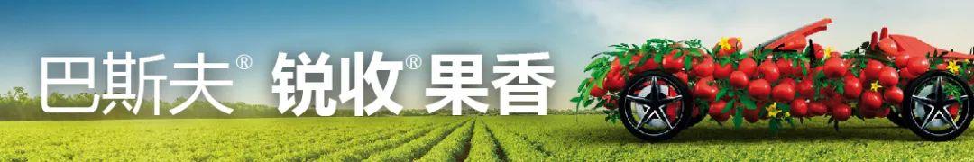 苯唑草酮–玉米田除草剂的潜力品种