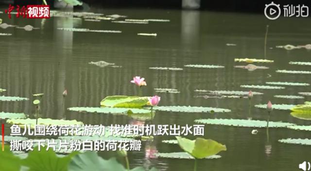 鱼吃荷花
