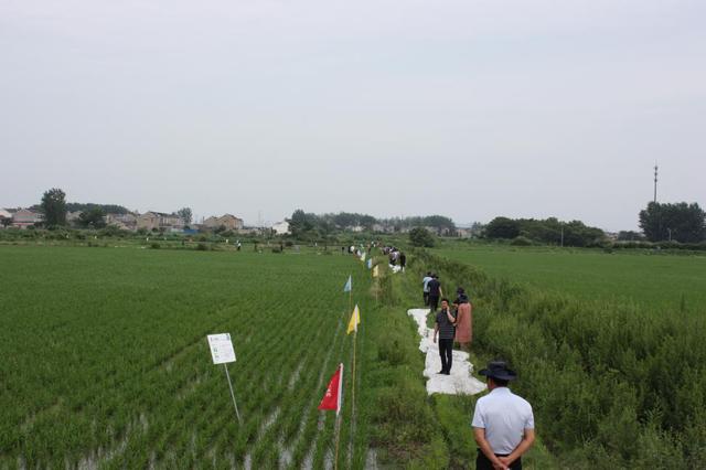 48%丙草·丙噁·松三元水稻田封闭除草剂，持效长达30天2