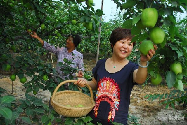 阳信县被评为山东省优质鸭梨基地3