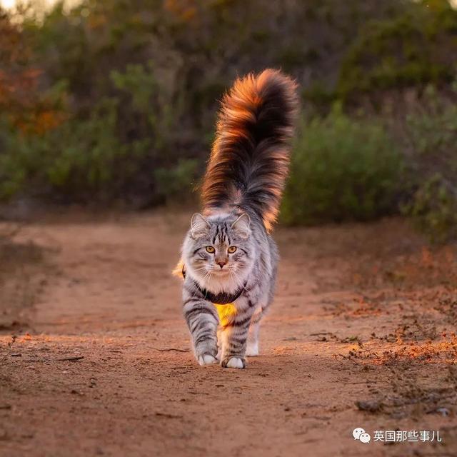 西伯利亚森林猫