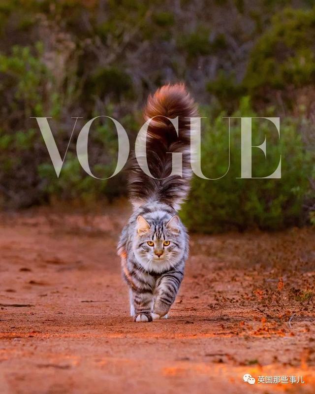 森林猫