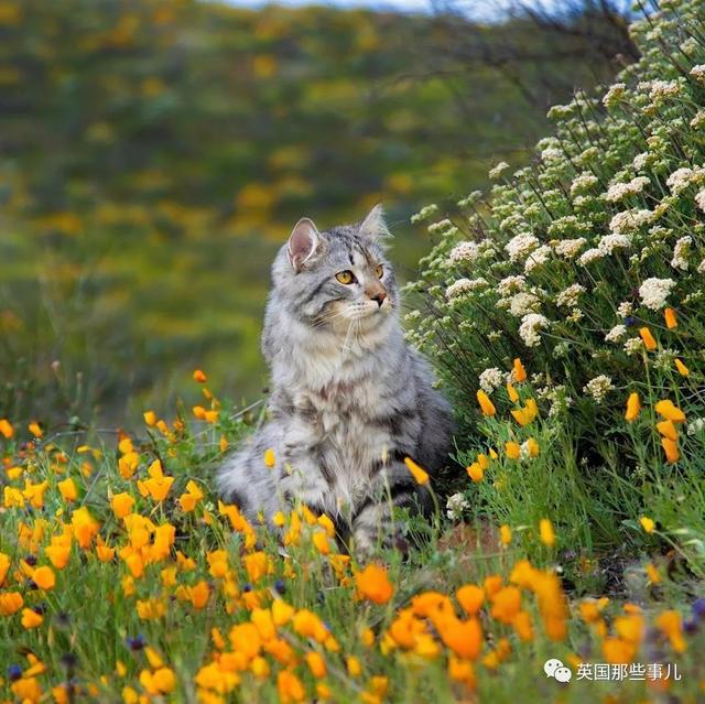 森林猫