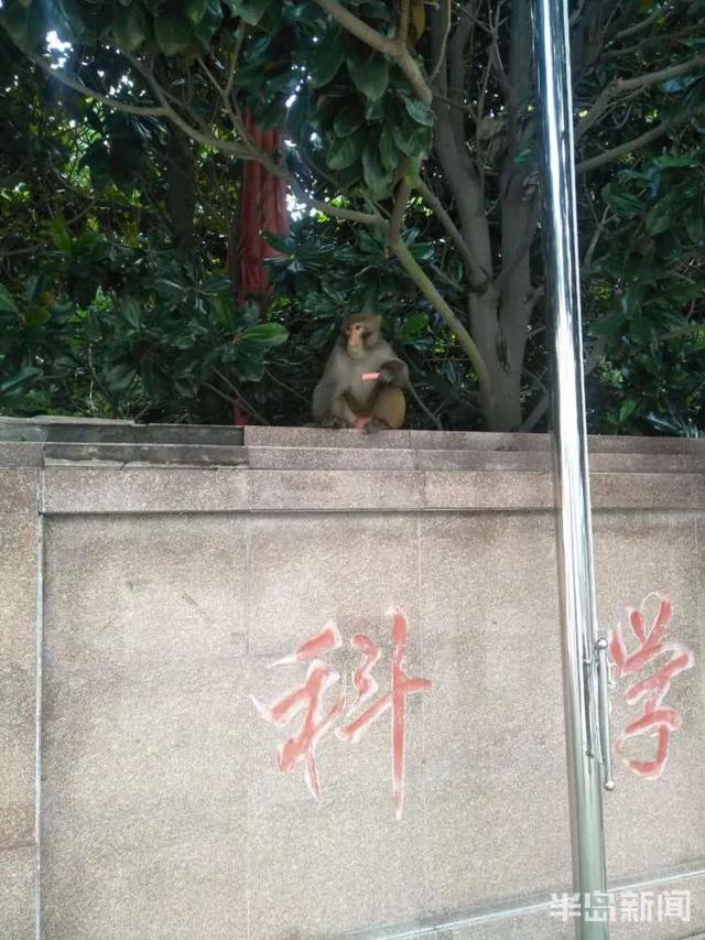 猴